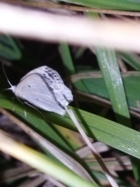 Lomographa temerata - foltos fehéraraszoló
