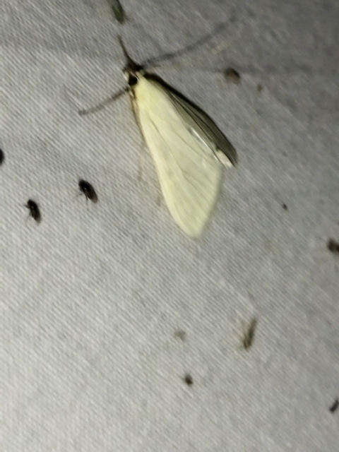 Sitochroa palealis - kénszárnyú dudvamoly