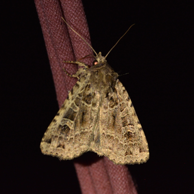 Naenia typica - hálózatos sóskabagoly