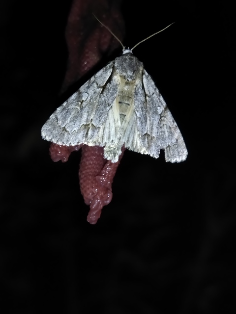 Acronicta psi - pszi-betűs szigonyosbagoly