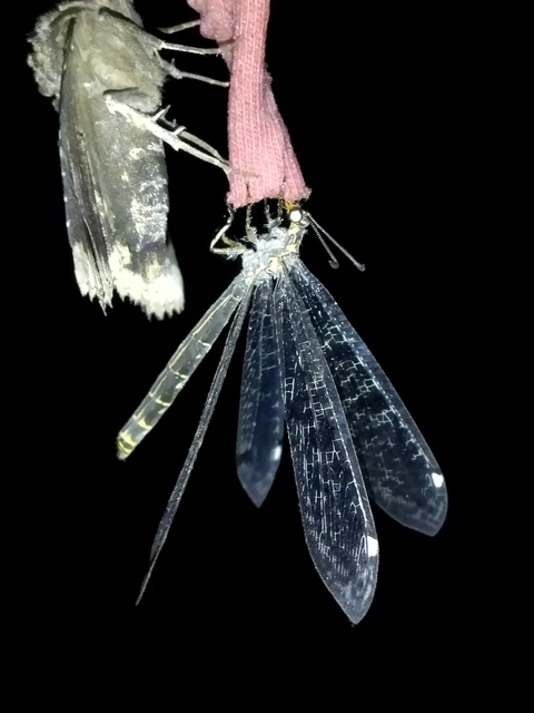 Distoleon tetragrammicus - négyfoltos hangyaleső