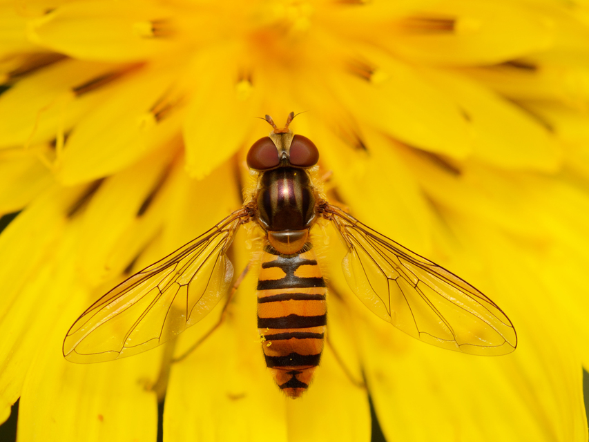 Episyrphus balteatus - ékfoltos zengőlégy