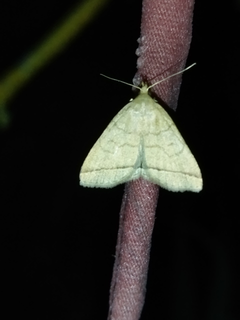 Treitschkendia tarsipennalis - tollaslábú karcsúbagoly