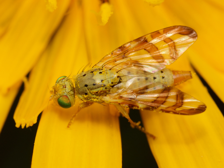 Tephritidae - fúrólégyfélék