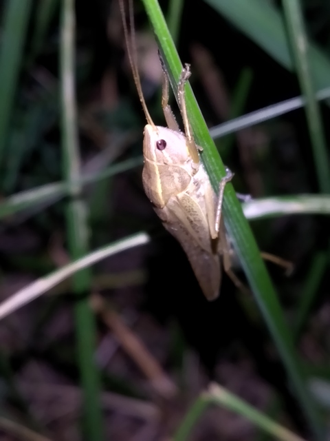Ruspolia nitidula - nagy kúpfejűszöcske