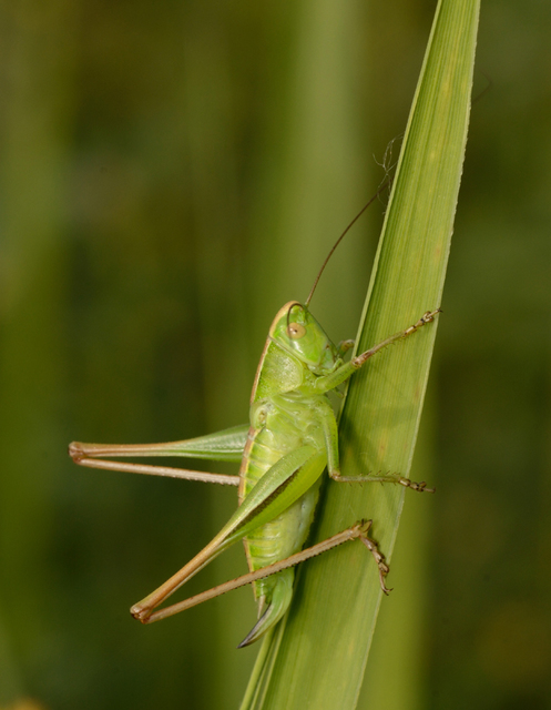 Bicolorana bicolor - halványzöld rétiszöcske