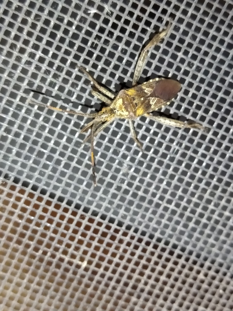 Leptoglossus occidentalis - nyugati levéllábú poloska