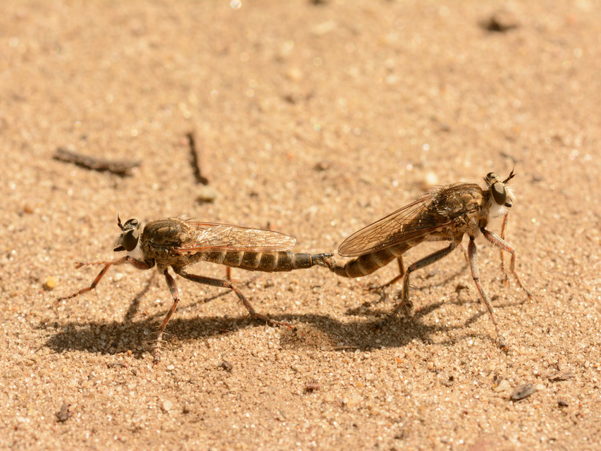 Antiphrisson trifarius