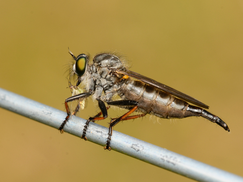 Neoitamus