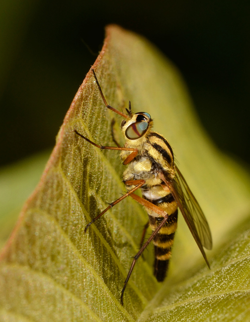 Thereva aurata - aranyos tőröslégy