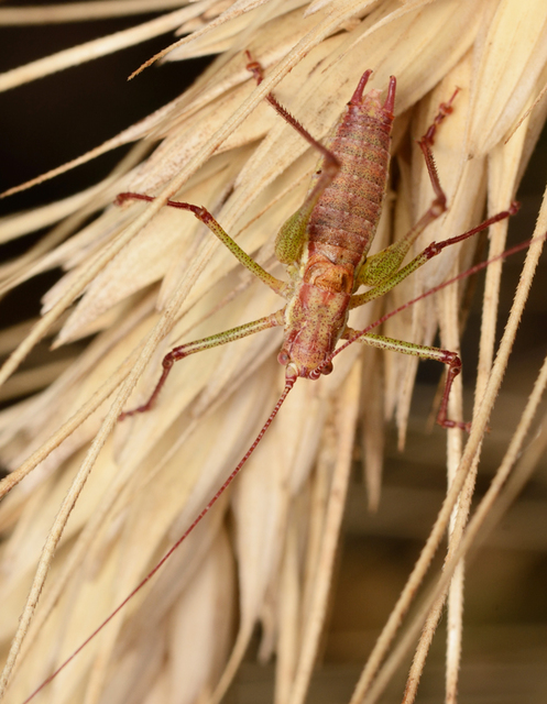 Leptophyes albovittata - közönséges virágszöcske