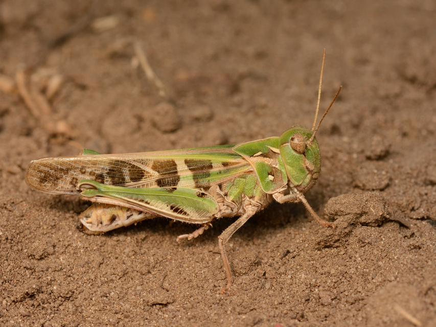 Oedaleus decorus - szalagos sáska