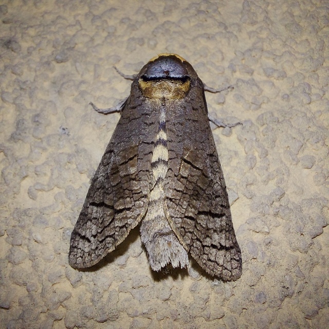 Cossus cossus - fűzfarontólepke