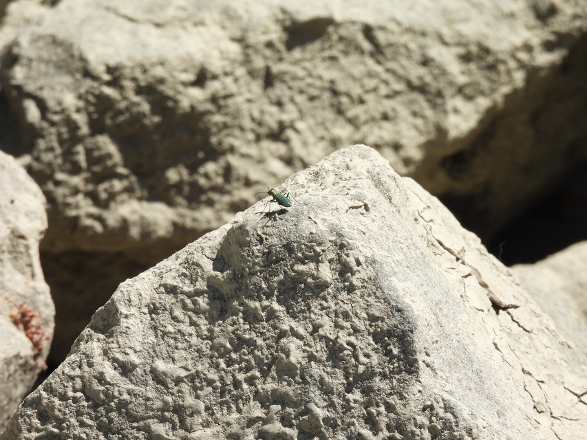 Cylindera germanica - parlagi homokfutrinka