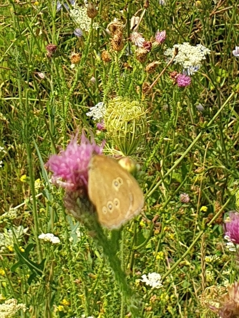 Aphantopus hyperanthus - közönséges ökörszemlepke