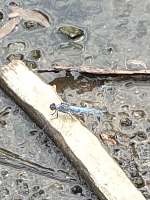 Orthetrum brunneum - pataki pásztorszitakötő