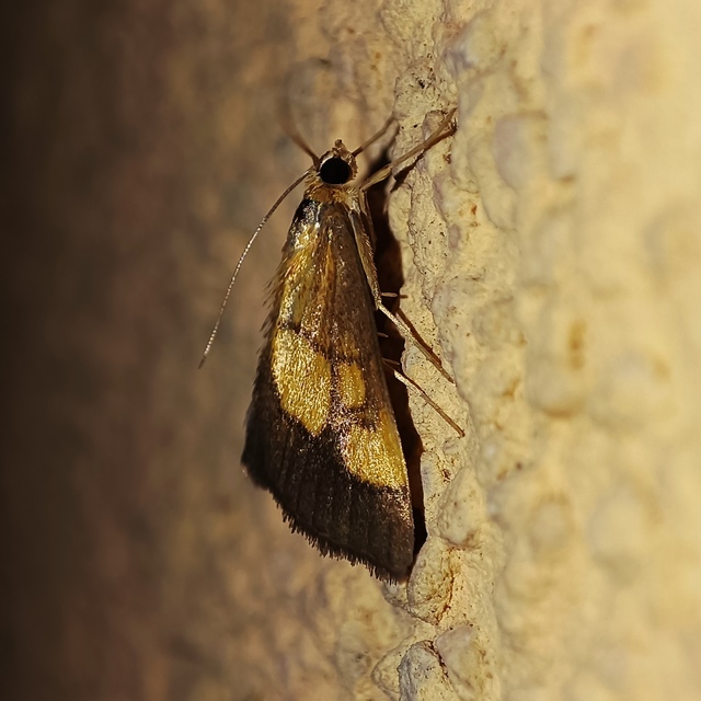 Evergestis limbata - közönséges dudvamoly