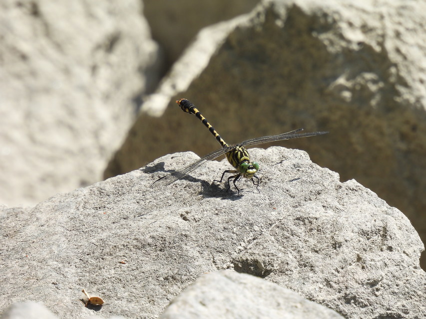 Onychogomphus forcipatus - gyűrűs folyami-szitakötő