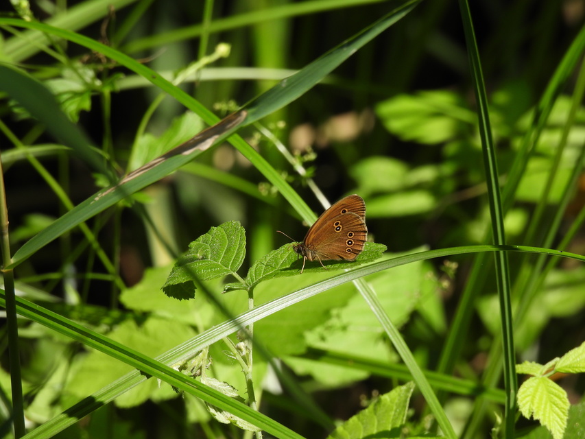 Aphantopus hyperanthus - közönséges ökörszemlepke
