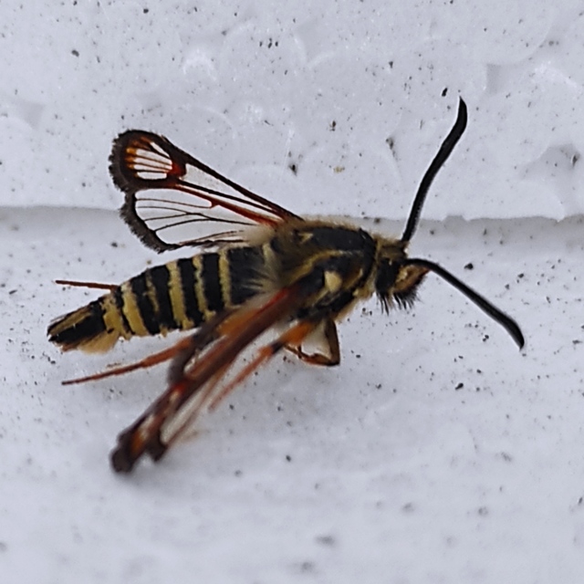 Sesiidae - szitkárfélék
