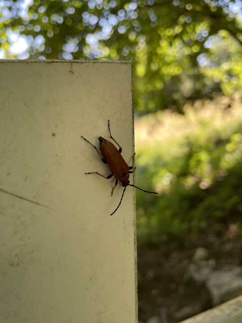 Stictoleptura rubra - vörös virágcincér