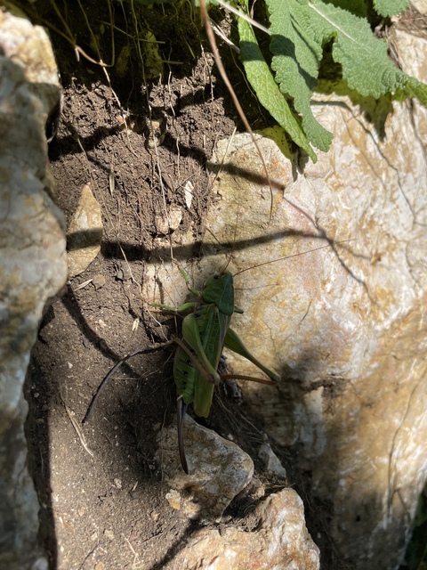 Decticus verrucivorus - szemölcsevő szöcske