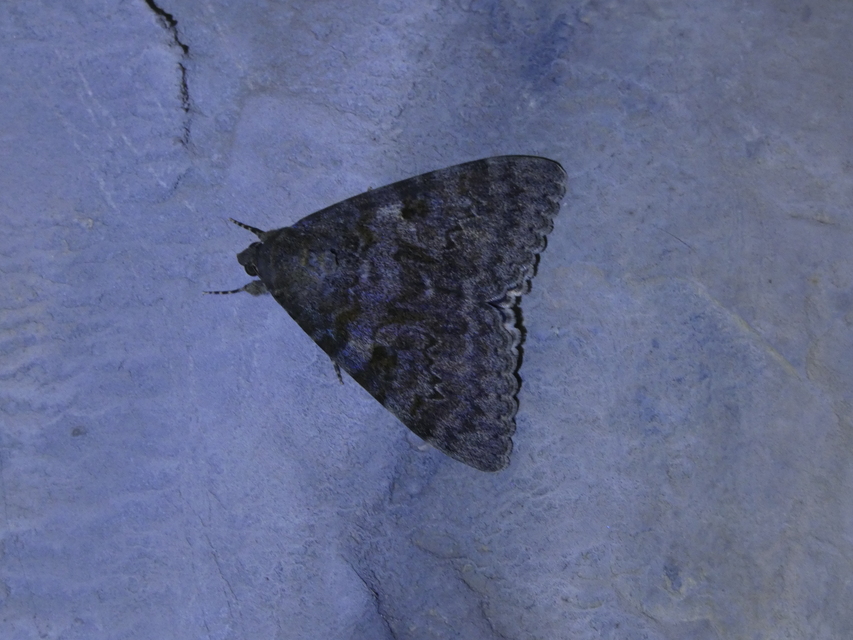 Catocala elocata - közönséges övesbagoly