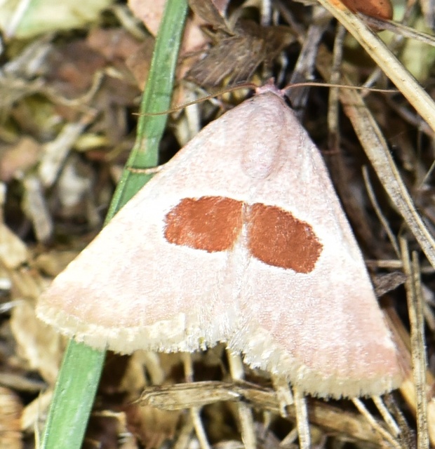 Calymma communimacula - pajzstetűfaló bagoly