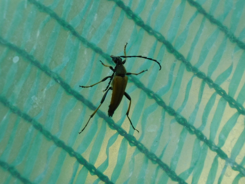 Stictoleptura rubra - vörös virágcincér