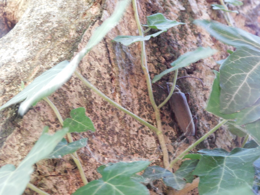 Aegosoma scabricorne - diófacincér