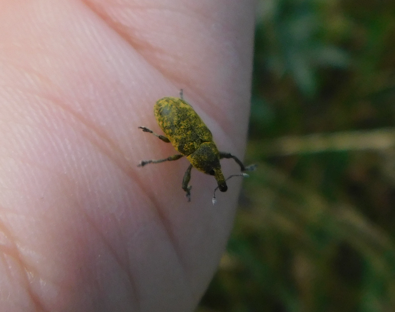 Larinus carlinae - foltos púderbarkó