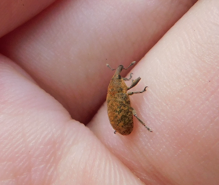 Larinus carlinae - foltos púderbarkó