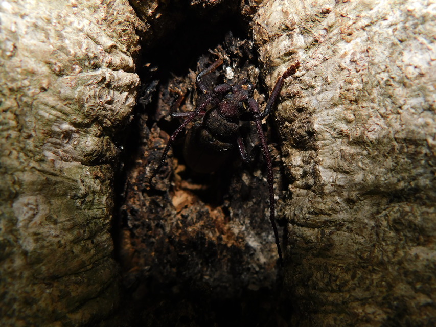 Aegosoma scabricorne - diófacincér