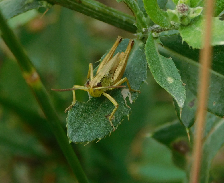 Pseudochorthippus parallelus - közönséges rétisáska