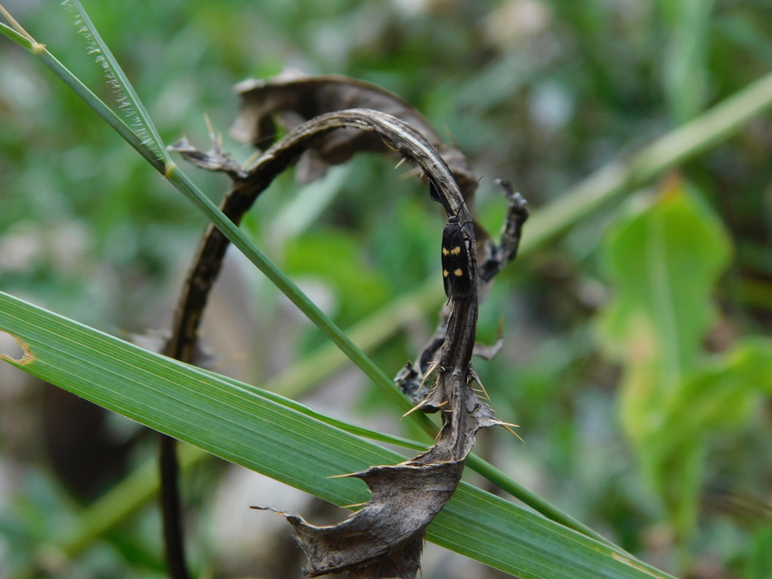 Parascythris muelleri - kétpettyes zöldmoly
