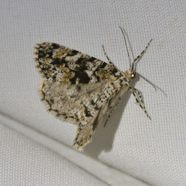 Fagivorina arenaria - bükkfaaraszoló