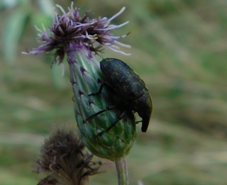 Larinus turbinatus - kúposorrú púderbarkó