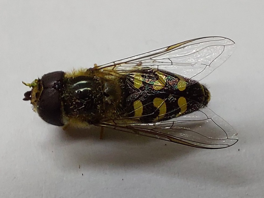 Scaeva selenitica - sárga nagyhomlokúlégy