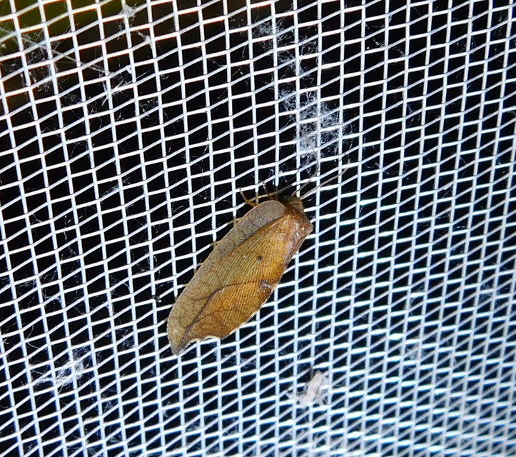 Drepanepteryx phalaenoides