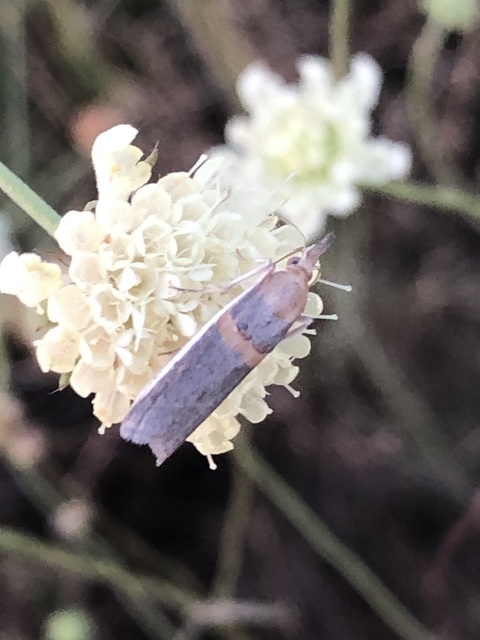 Etiella zinckenella - akácmoly