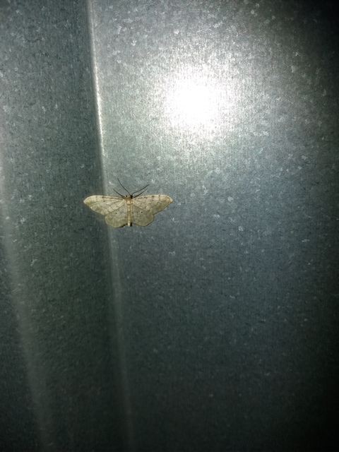 Idaea fuscovenosa - szürkeszélű apróaraszoló