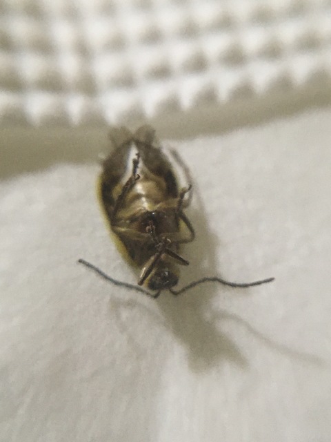 Diabrotica virgifera - amerikai kukoricabogár