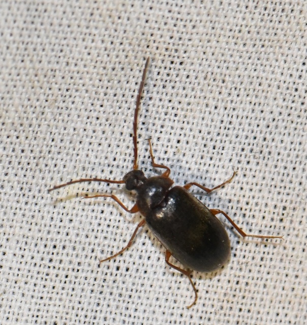 Hymenalia rufipes - rőtlábú alkonybogár