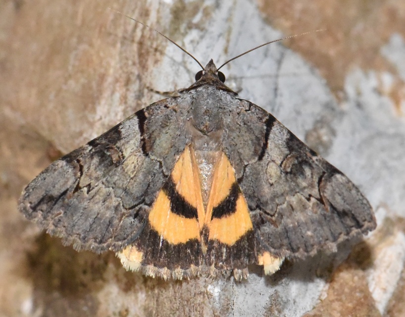 Catocala hymenaea - kökény-övesbagoly