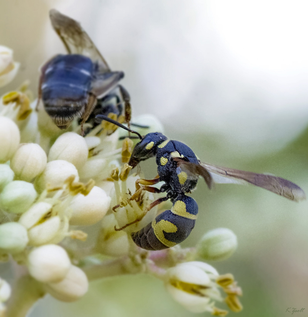 Parodontodynerus ephippium
