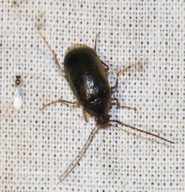Hymenalia rufipes - rőtlábú alkonybogár