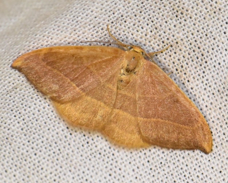 Watsonalla cultraria - bükkfa-sarlósszövő
