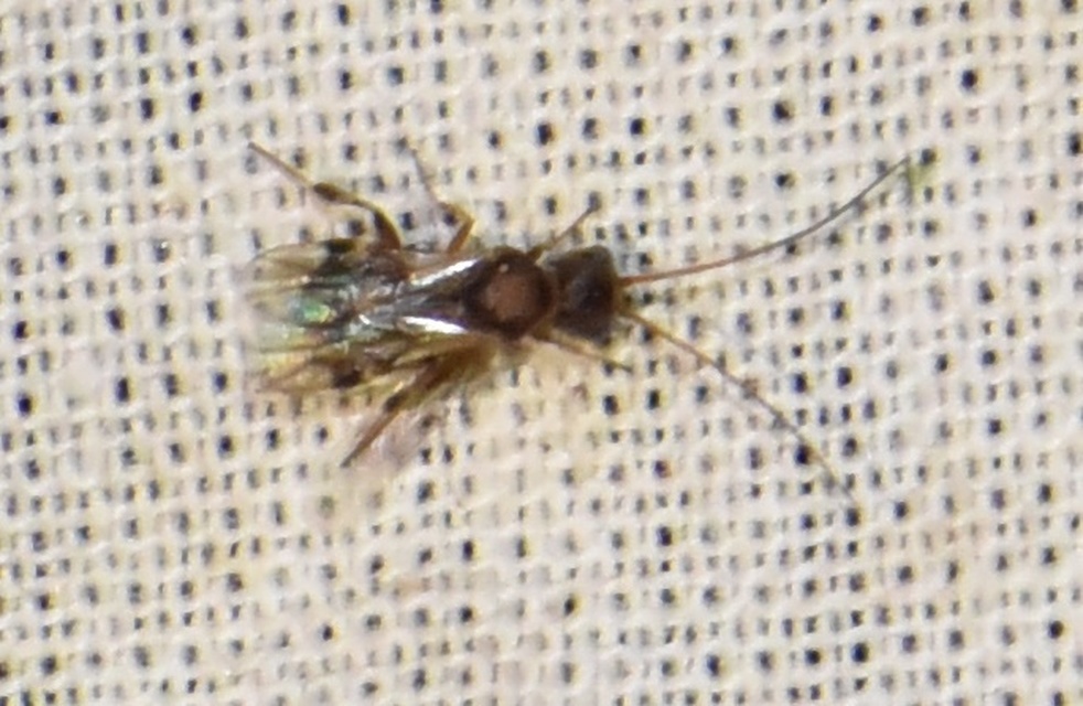 Braconidae - gyilkosfürkészek