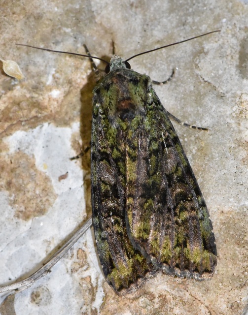 Anaplectoides prasina - zöld hegyibagoly
