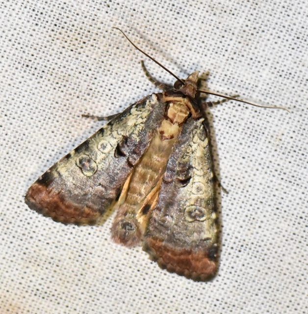 Epilecta linogrisea - karcsú sárgafűbagoly